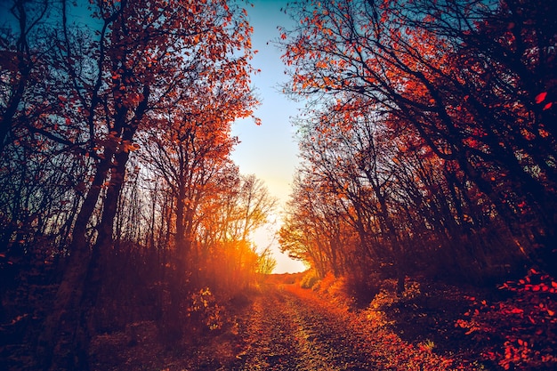 Road in majestic colorful forest at sunset red autumn leaves carpathians ukraine europe