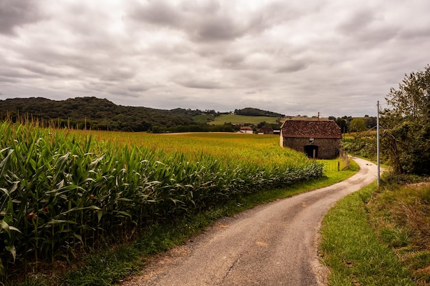 Road in the middle of corn field and blue sky along the way of the wonderful Chemin du Puy or Via Podiensis