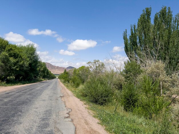 A road in the middle of the grove