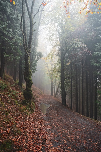 road in the mountain in autumn season, autumn leaves and autumn colors. 