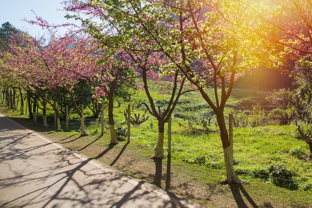 Road in the mountain and the forest for travel to someplace