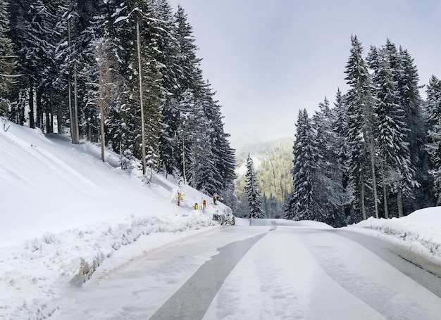 Road at a mountain ski resort surrounded by fir trees