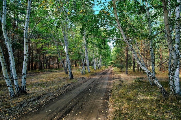 Road passing through a birch and pine forest.