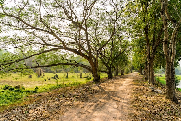 Road Path With Green Trees in Forest.