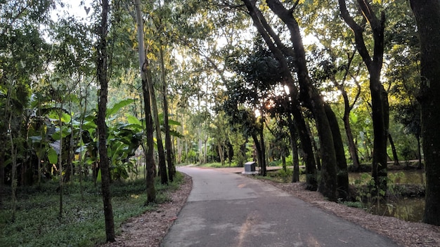 Road pathway in the park for relaxing walking jogging landscape