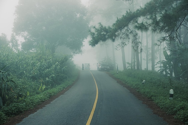 The road a pine forest in the rainy season with a foggy background is a story about nature