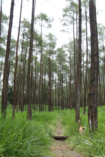 the road to the pine forest