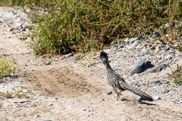 Road Runner Bird close up