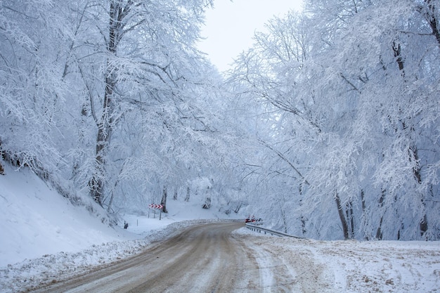 Road in Sabaduri forest with covered snow. Winter time. Landscape. Georgia