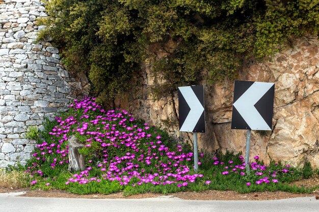 The road sign and plant Carpobrotus edulis grows closeup