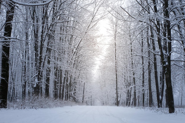 The road in the snowy forest Winter day in the park The trees are covered with white snow