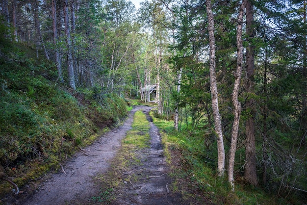 The road to the Spring near the Holy Trinity Skete on Anzer Island Solovetsky Islands under