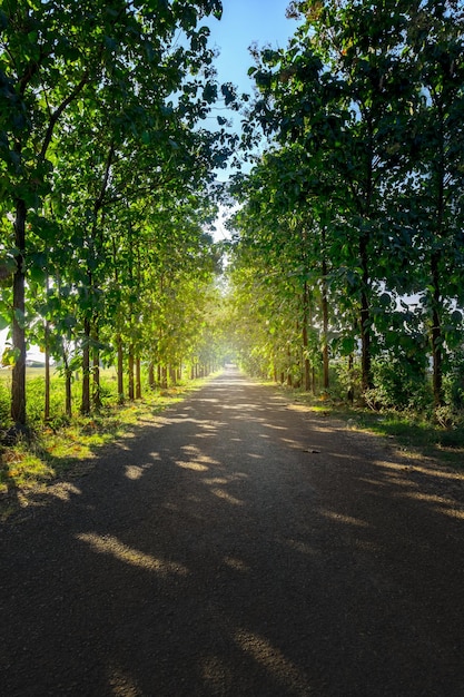 The road stretches out There are trees on both sides of the road. afternoon sunshine