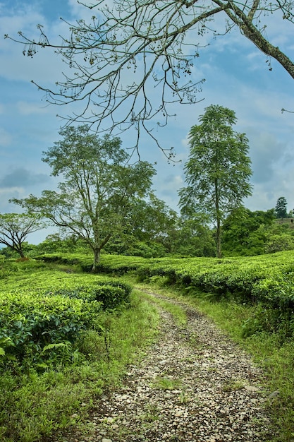 The road in the tea garden, Solok District