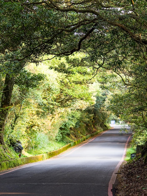 Road through beautiful green woodland in Taipei Taiwan