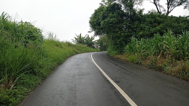 The road through the forest that looks beautiful