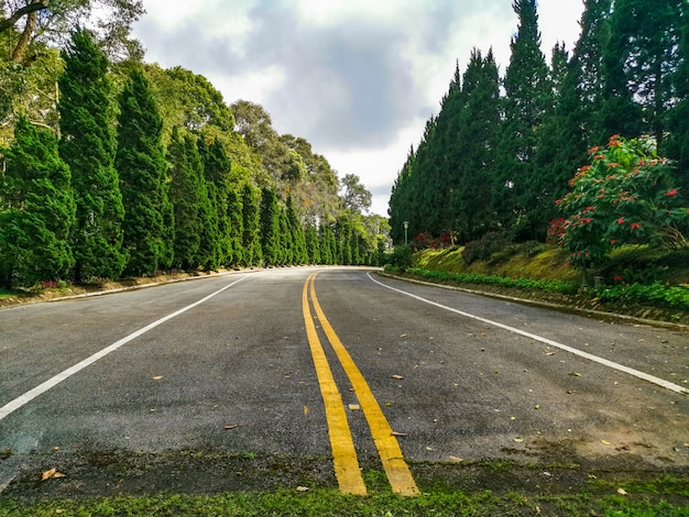 Road through a forest