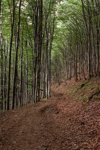 Road through the mountains beech forest