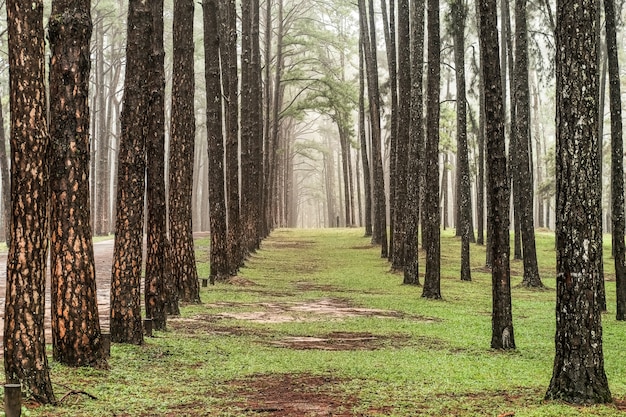 Road through the Pine Forest , View of pine trees in the coniferous forest