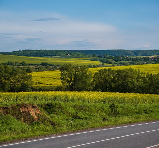 Road through spring rapeseed yellow blooming fields panoramic view blue sky with clouds in sunlight Natural seasonal good weather climate eco farming countryside beauty concept