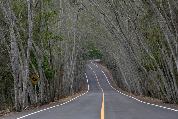 A road through a tree tunnel in a forest