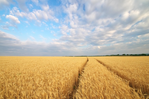 Road through wheat field