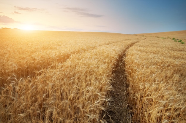 Road through wheat field