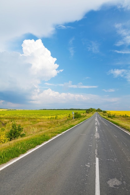 Road through the yellow sunflower field