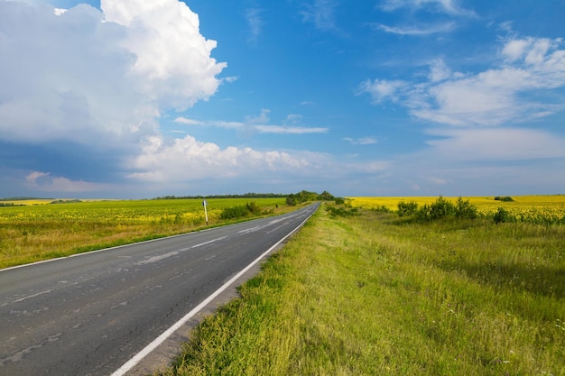 Road through the yellow sunflower field