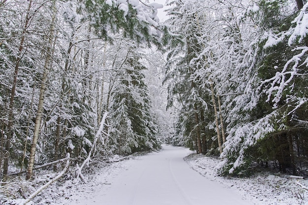 The road winds through a dense forest