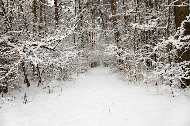 The road in winter season. frost.