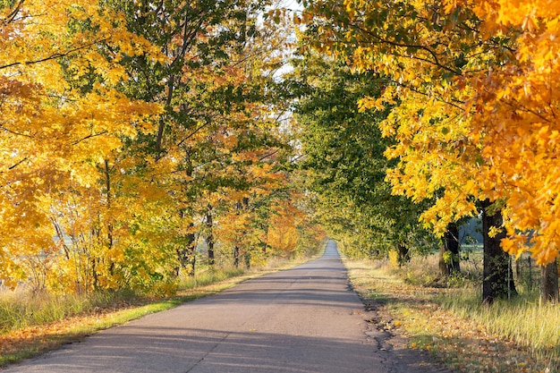 Road with colorful autumn trees