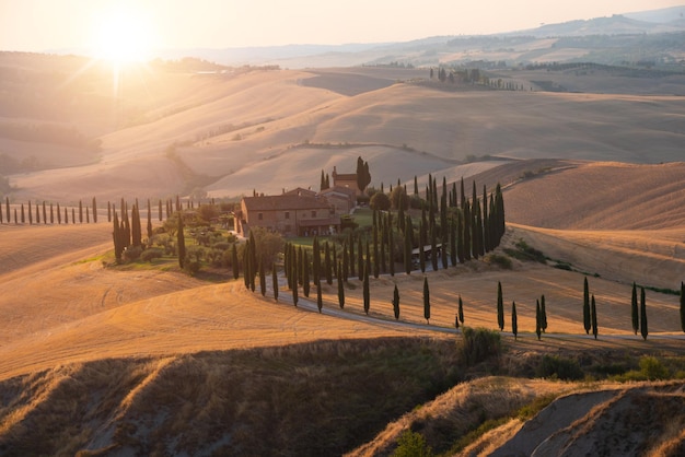 Road with cypresses in Tuscany on sunset typical tuscanian landscape