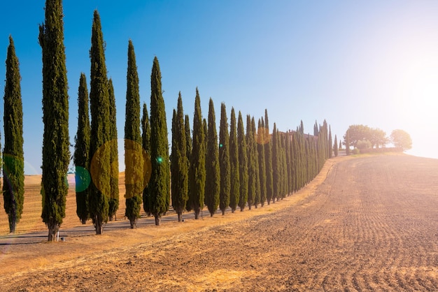 Road with cypresses in Tuscany on sunset typical tuscanian landscape