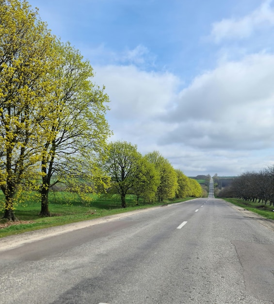 A road with a few trees on it and a cloudy sky in the background.