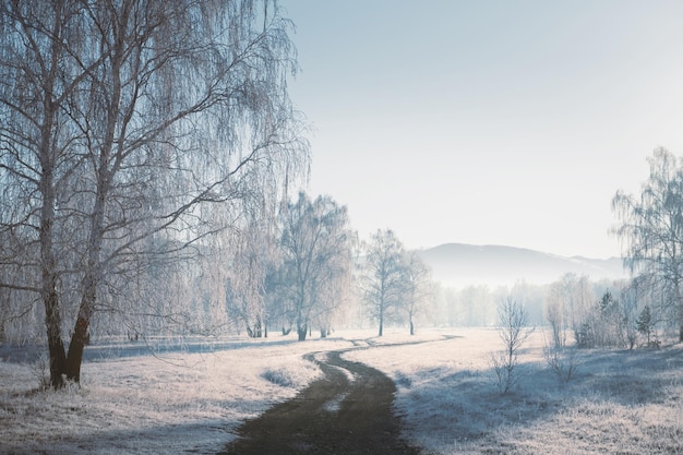 Road with frostcovered trees in winter forest at foggy sunrise