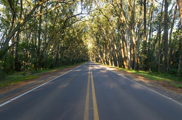 Road with natural tunnel formed by eucapilto trees