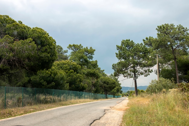 Road with pine trees