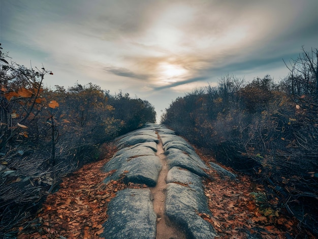 Photo a road with a rock wall and a path that has fallen leaves on it