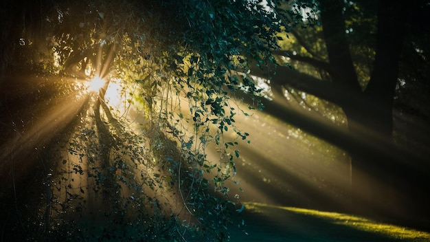 Photo a road with a sun shining through trees