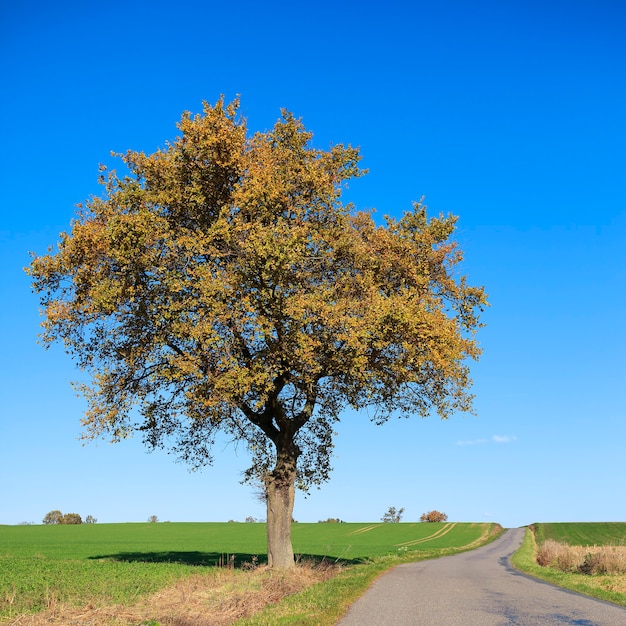 Road with tree on a sunny day in autumn