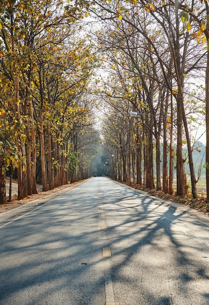 A road with trees on both sides and the sun shining on the ground