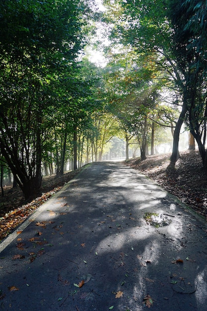 The road with trees