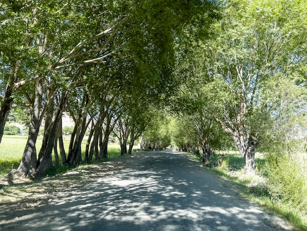 The road with willow trees on both sides