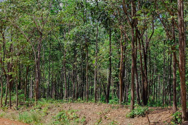 Roads in Huai Kha Khaeng Wildlife Sanctuary, Thailand