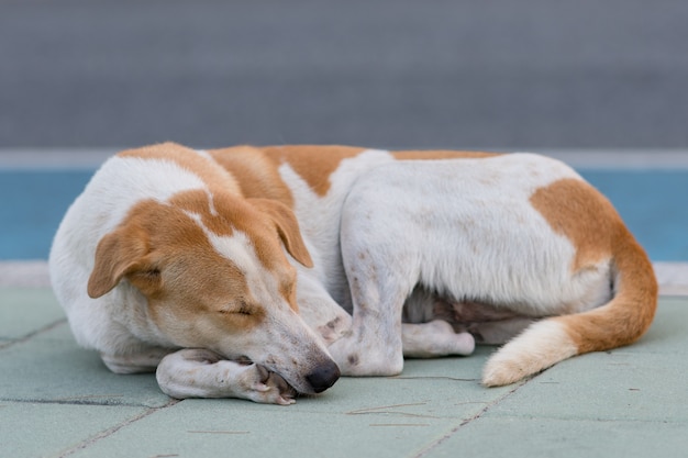 Roadside dog waiting for the owner to pick up