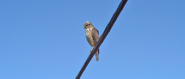 Roadside hawk, or Gaviao Carijo, on electric wire