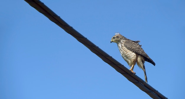 Roadside hawk, or Gaviao Carijo, on electric wire