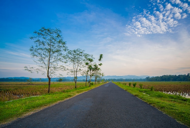 roadway in the morning in a rural rice field