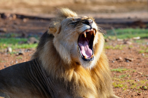 Roaring African Lion in South Africa